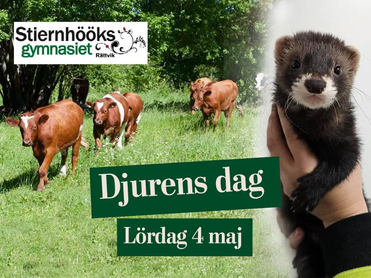 Kollage av två bilder - kor i gräs och en iller. Stiernhööksgymnasiets logotyp och texten "Djurens dag - Lördag 4 maj".