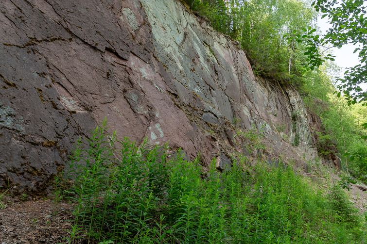 Ett grönvuxet brott där bergväggen visar mängder av fossiler.