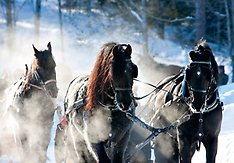 Tre travhästar som springer en kall dag.